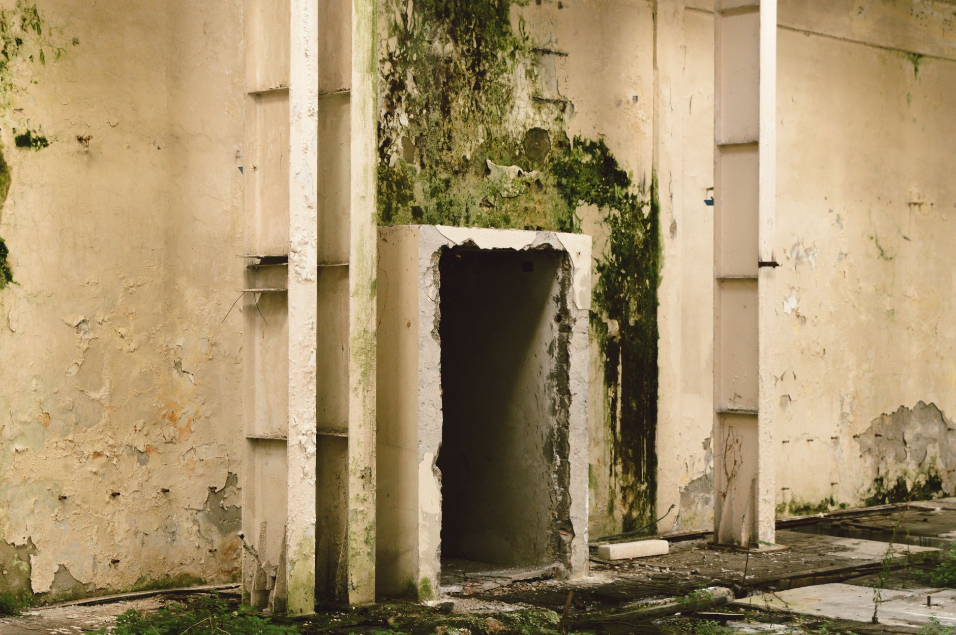 Mold Removal Hero Section Palm City
